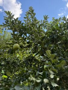 Granny Smith Elma Fidanı