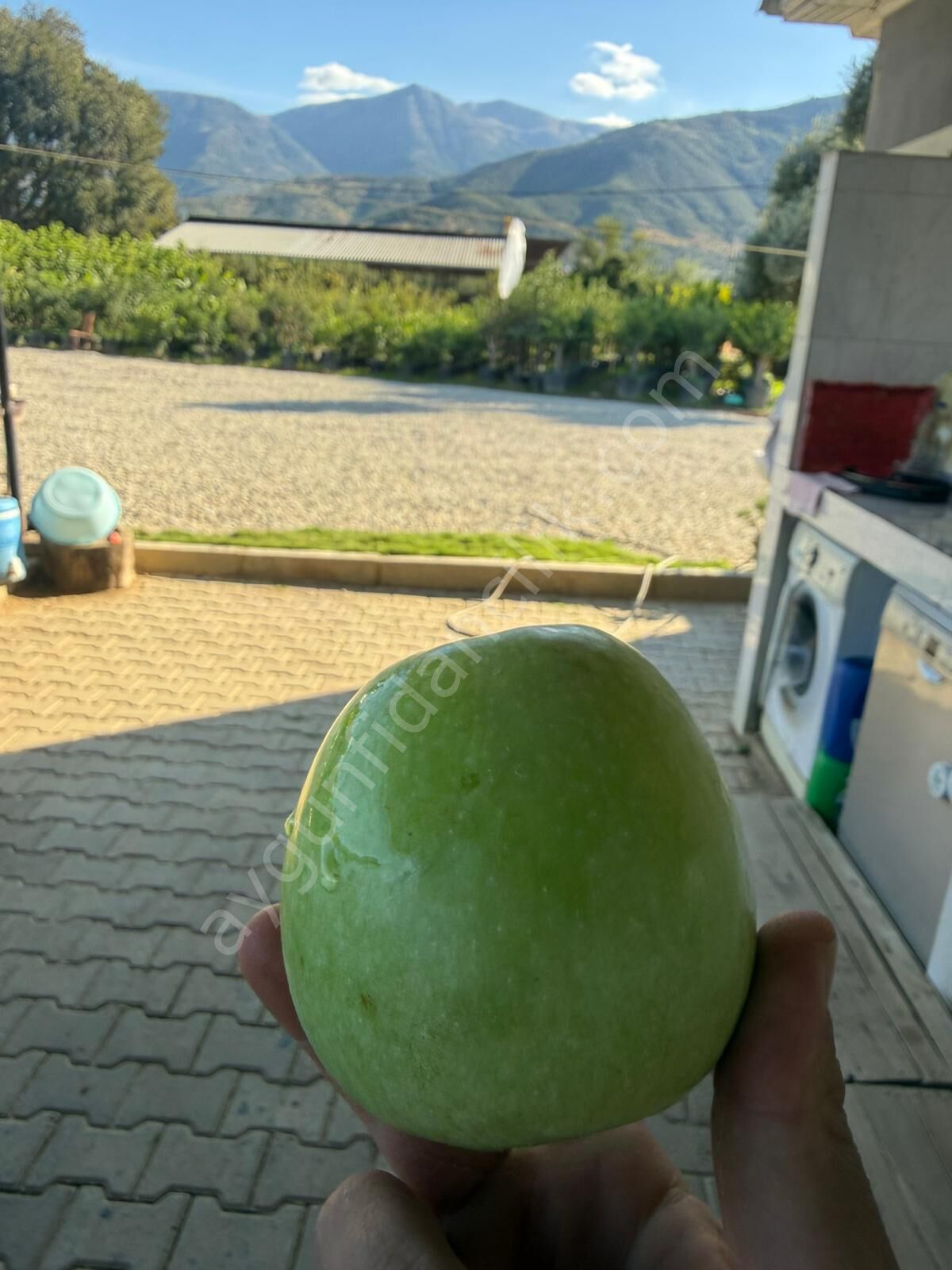 Granny Smith Elma Fidanı
