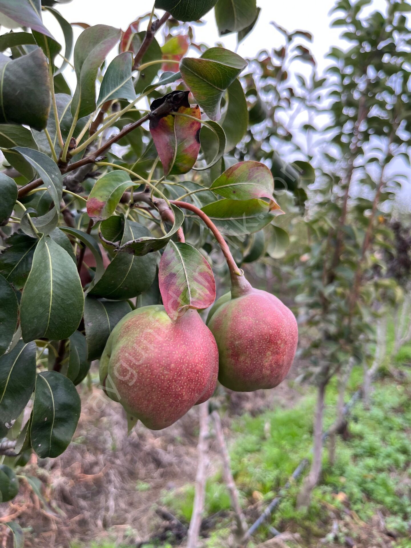 Eğrisap (Eğrikulp) Armut Fidanı