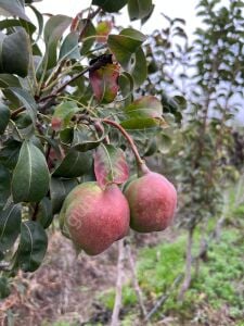 Eğrisap (Eğrikulp) Armut Fidanı