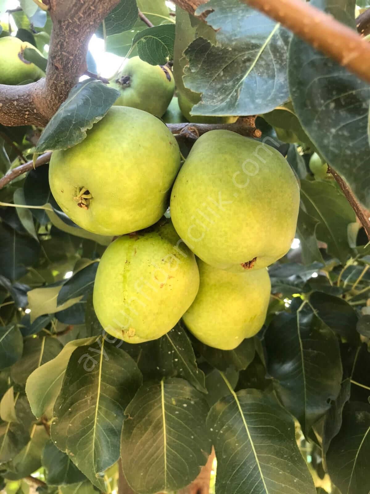 Ekşi Sulu Armut Fidanı