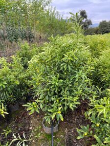 İri Kumkuat (Obovata) Fidanı