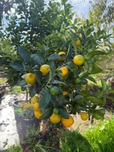 İri Kumkuat (Obovata) Fidanı