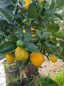 İri Kumkuat (Obovata) Fidanı