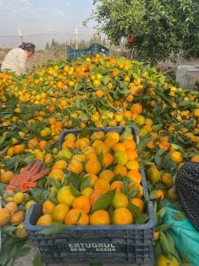Erkenci (Okitsu) Mandalina Fidanı