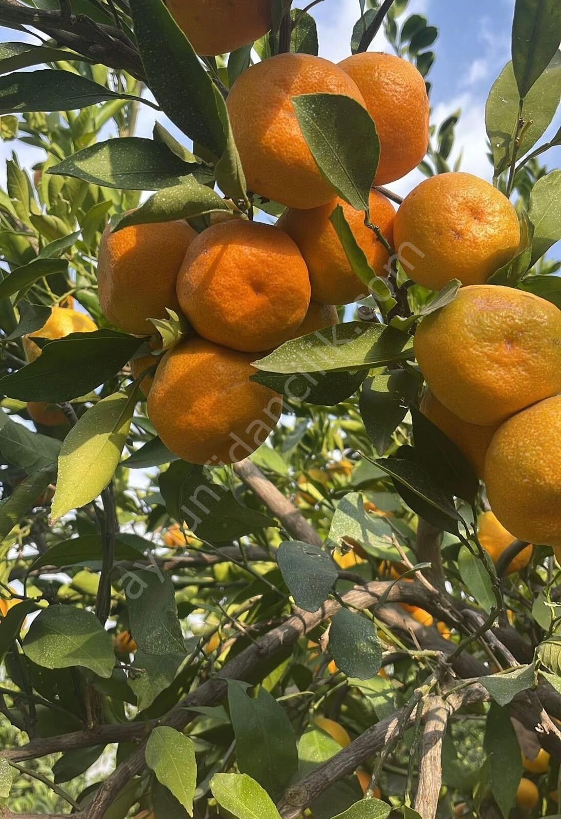Erkenci (Okitsu) Mandalina Fidanı