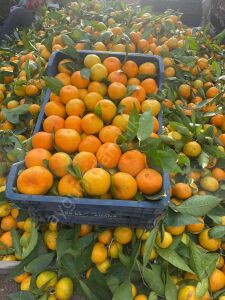 Erkenci (Okitsu) Mandalina Fidanı