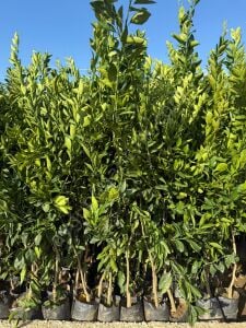 Erkenci (Okitsu) Mandalina Fidanı