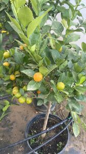 Kalomandin (Calamondin) Fidanı