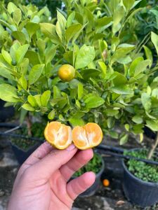 Kalomandin (Calamondin) Fidanı