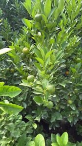 Kalomandin (Calamondin) Fidanı