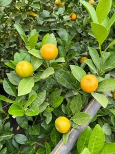 Kalomandin (Calamondin) Fidanı