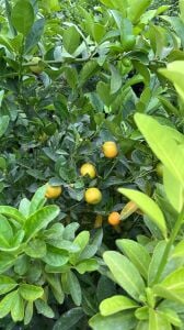 Kalomandin (Calamondin) Fidanı