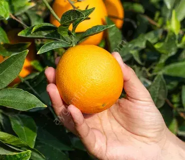 Finike Portakal Fidanı