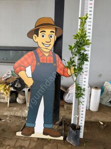 Finike Portakal Fidanı