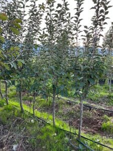 Yetişkin Hüryemez Elma Fidanı