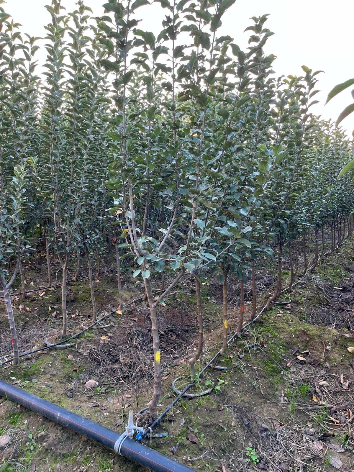 Yetişkin Golden Elma Fidanı