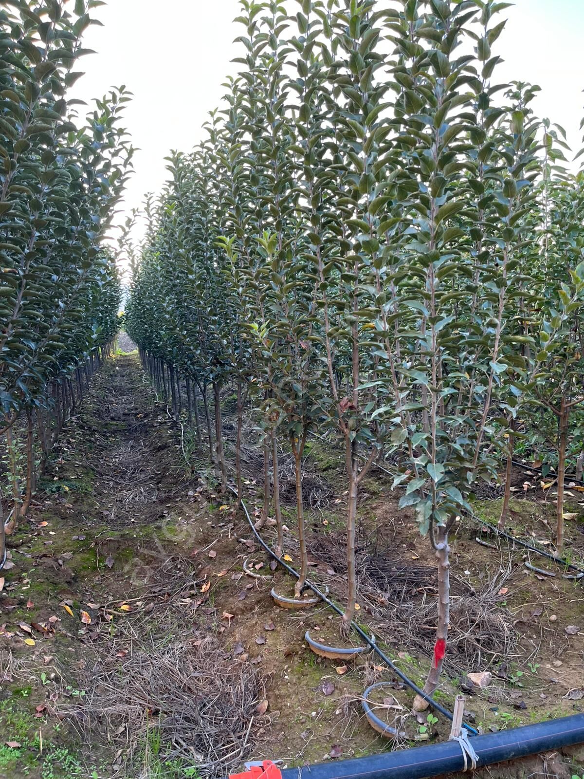 Yetişkin Starking Elma Fidanı