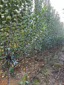 Yetişkin Amasya Elma Fidanı