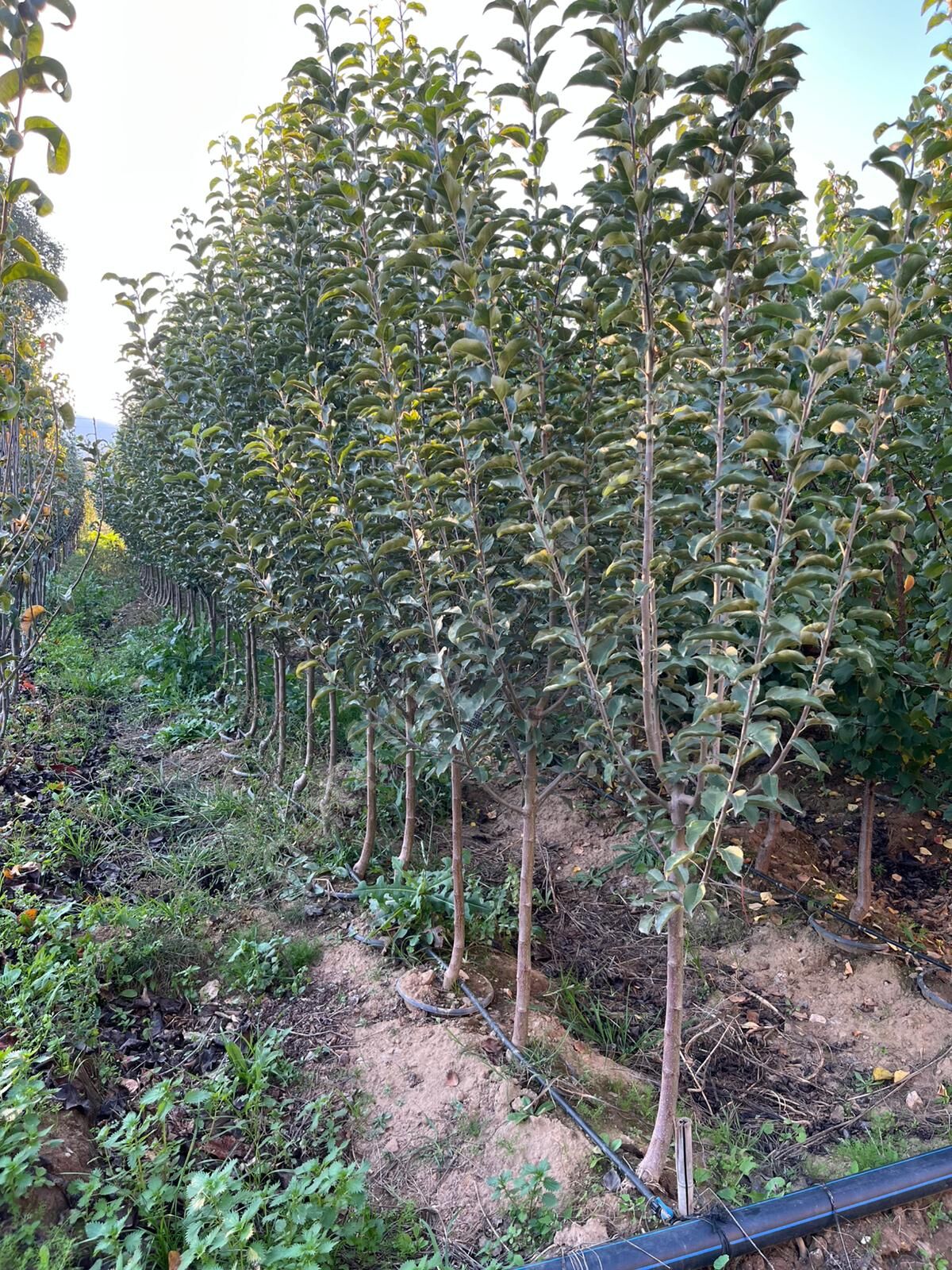 Yetişkin Misket Elma Fidanı