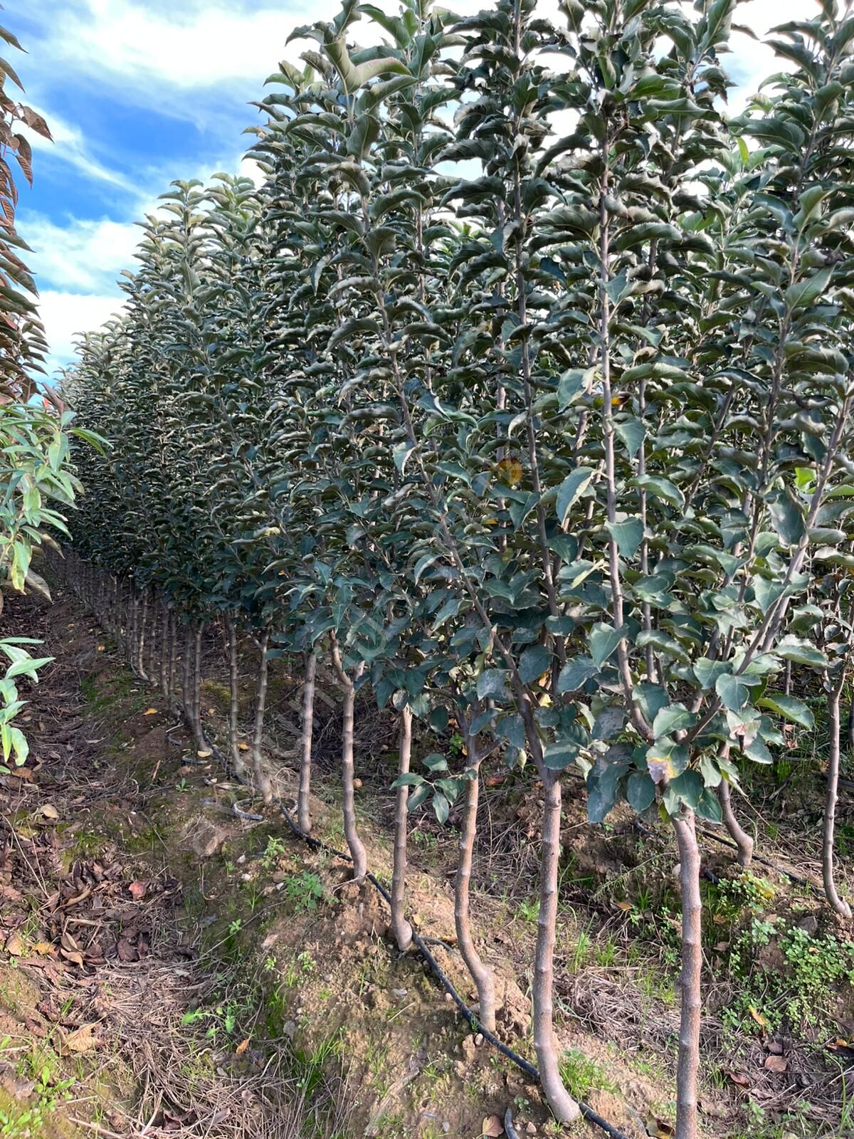 Yetişkin Demir Elma Fidanı