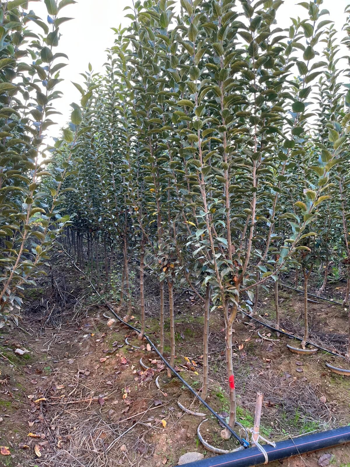 Yetişkin Fuji Elma Fidanı