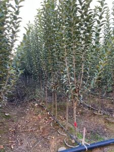 Yetişkin Fuji Elma Fidanı