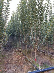 Yetişkin Red Chief Elma Fidanı