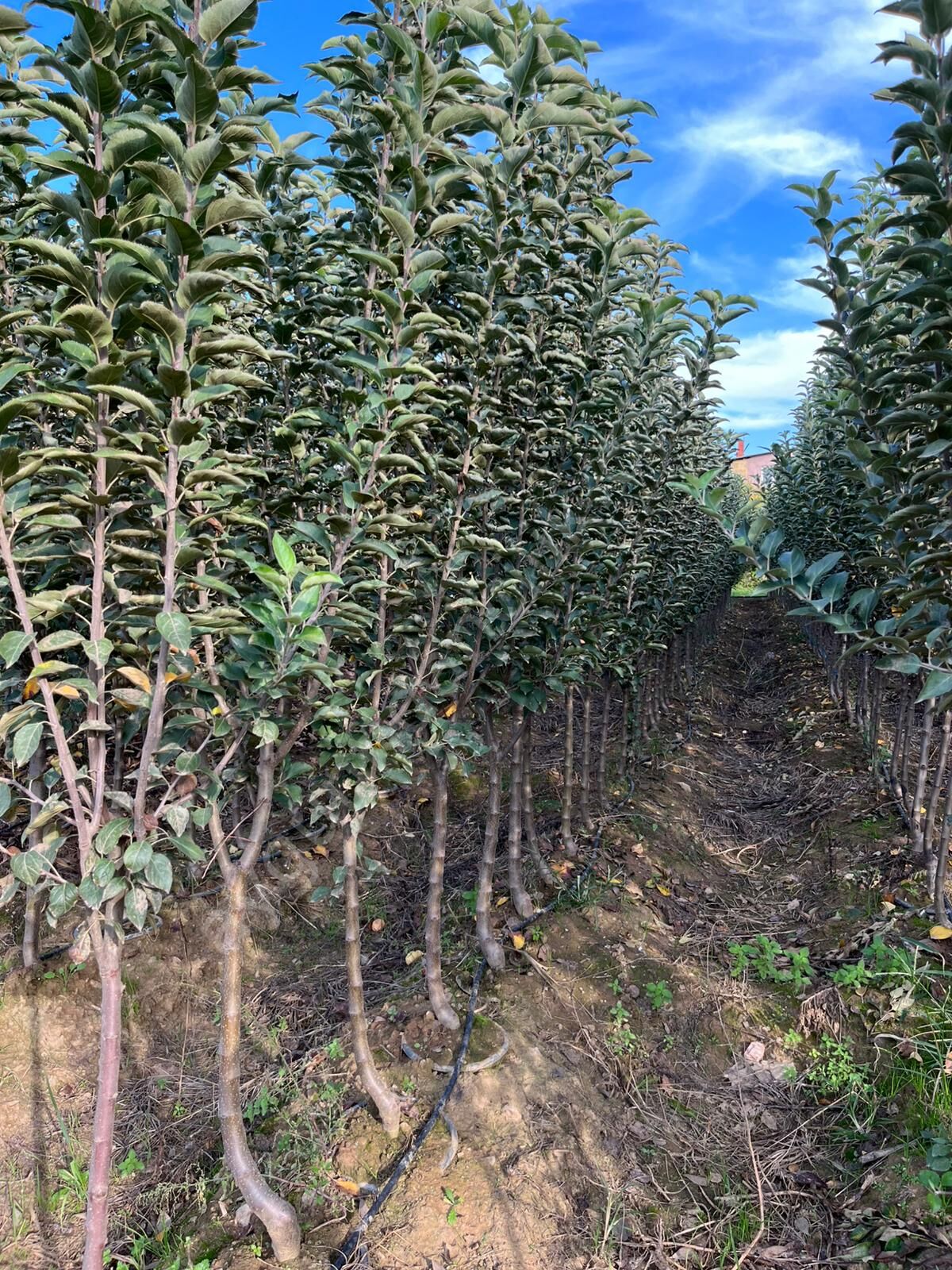 Yetişkin Gala Elma Fidanı