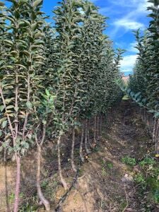 Yeişkin Granny Smith Elma Fidanı