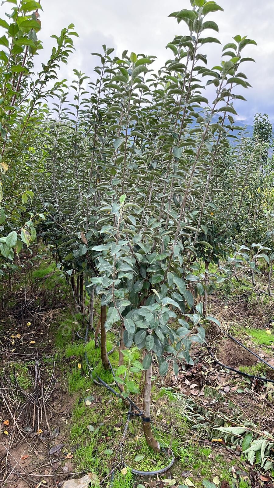 Yetişkin Pink Lady Elma Fidanı