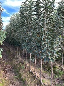 Yetişkin Posof Elma Fidanı