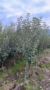 Yetişkin Rose Glow Elma Fidanı